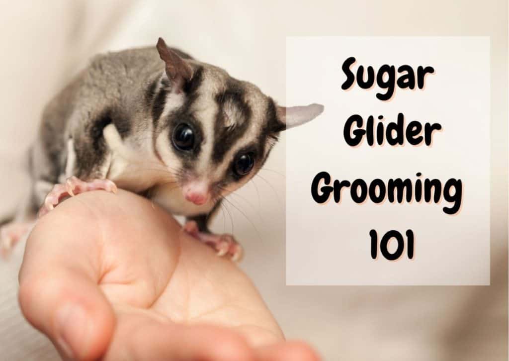 How to Groom a Sugar Glider - The Pet Savvy