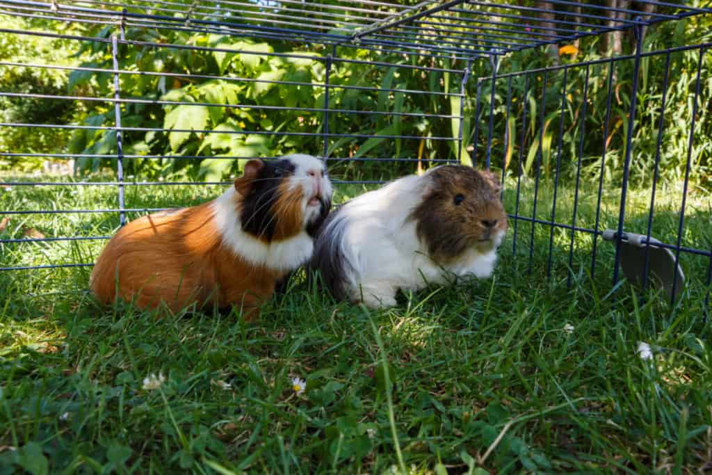 Can Guinea Pigs Live Outside?