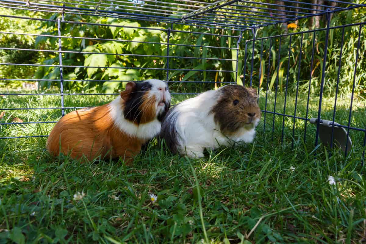 can-guinea-pigs-live-outside-thepetsavvy