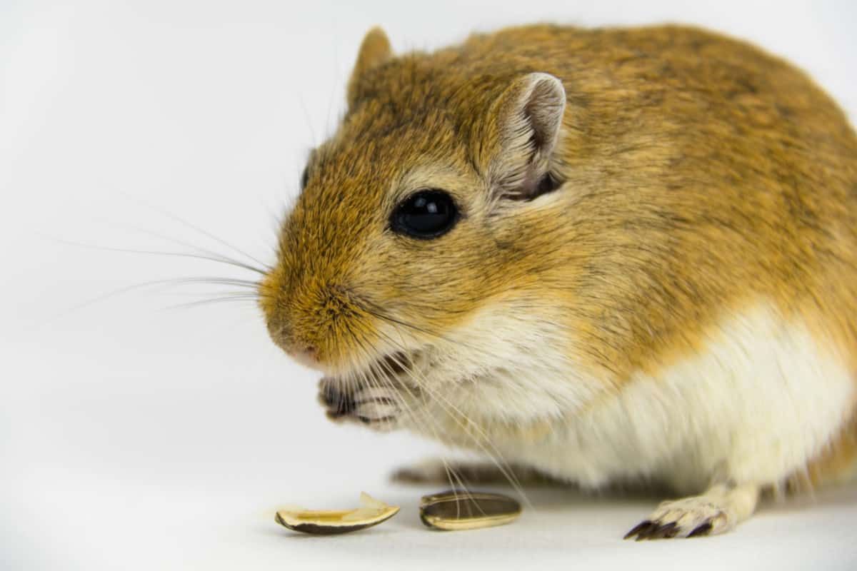 What Do Gerbils Eat A Complete Guide Thepetsavvy