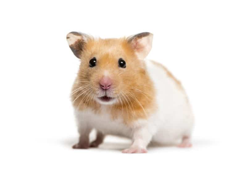 How Much do Hamsters Cost? [2021 Guide]