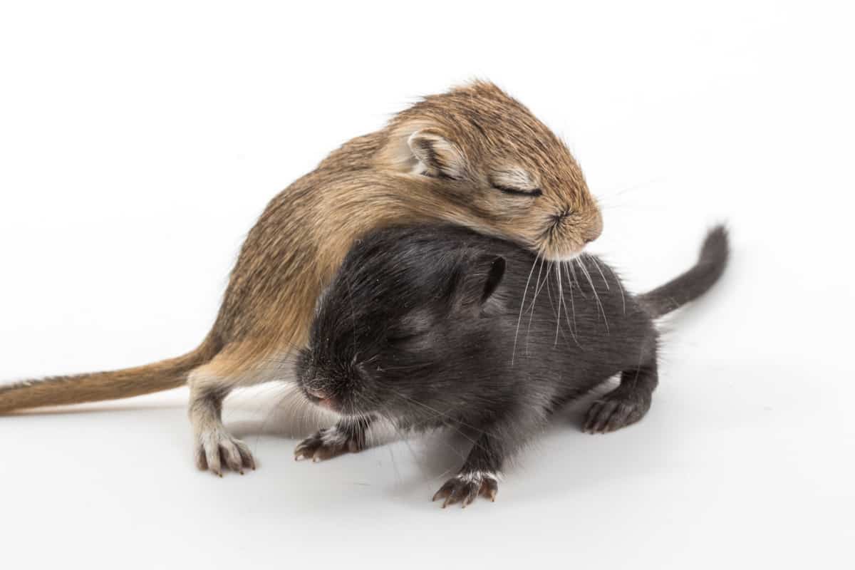 The cost of owning a gerbil A complete cost breakdown