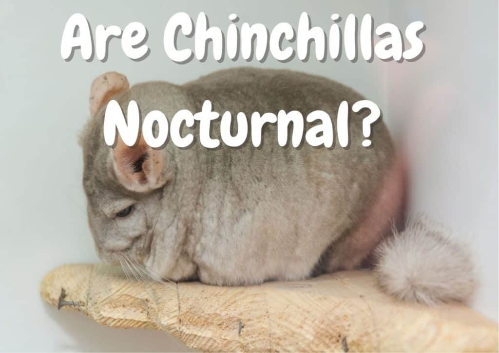 nocturnal animals explained