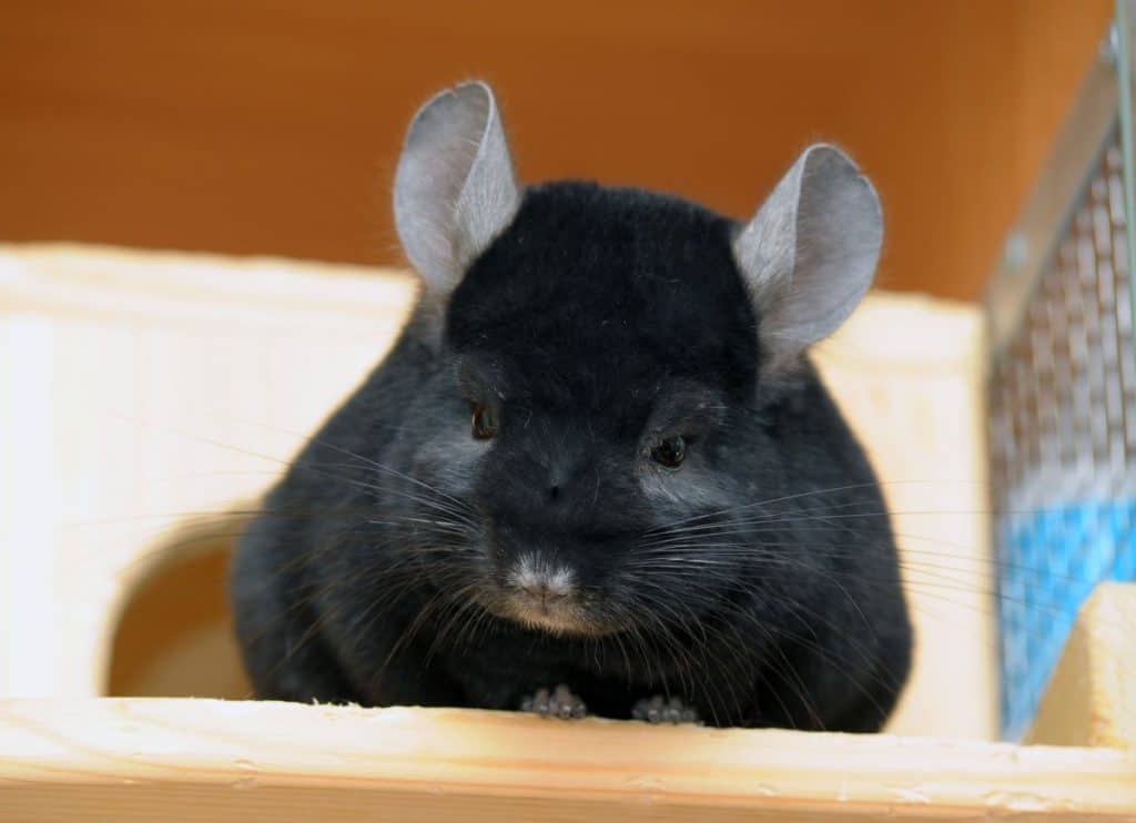 Chinchilla Behavior 101 What is your Chinchilla Expressing