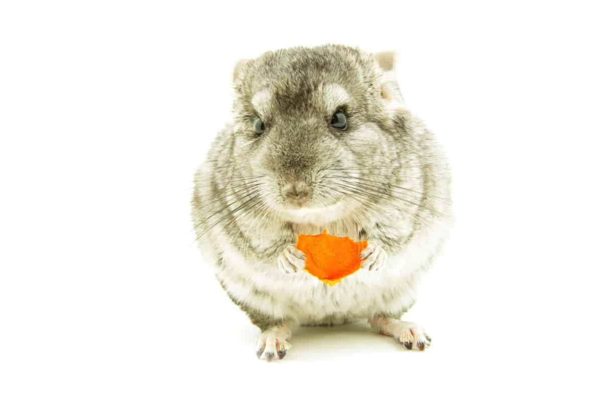 What do Chinchillas Eat? A Complete Guide on Chinchilla Diet