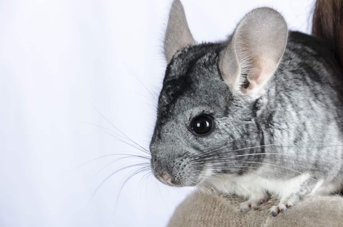 Why Can’t Chinchillas Get Wet?