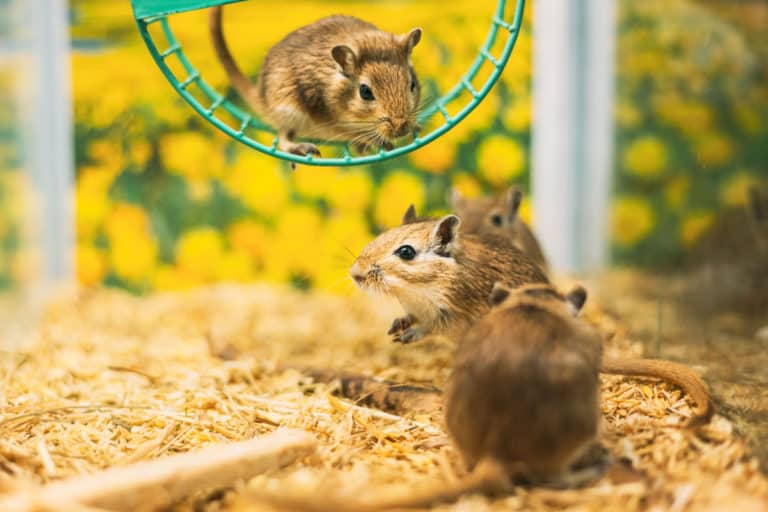 Gerbil Cage Setup Create the Perfect Habitat for Your Gerbil