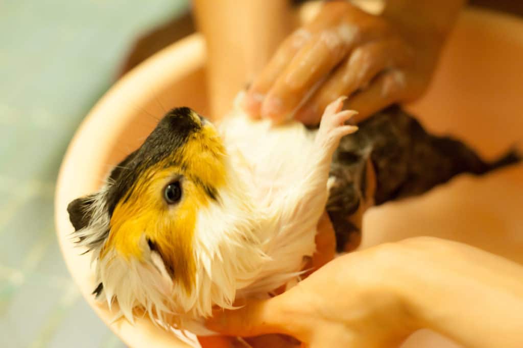 Guinea Pig Grooming Tips How to Groom a Guinea Pig Like a Pro