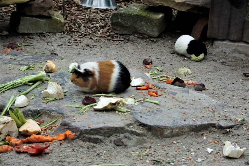 Can Guinea Pigs Live Outside?