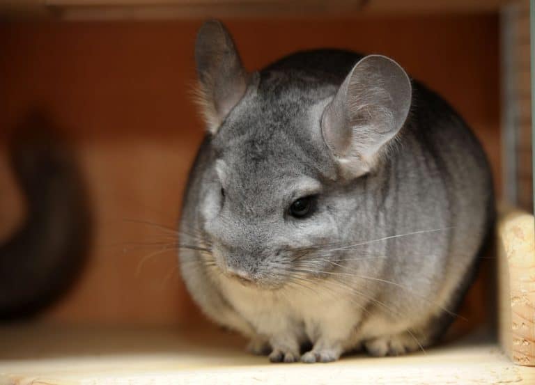 28 Chinchilla Behaviors & Sounds (and What They Mean) - The Pet Savvy