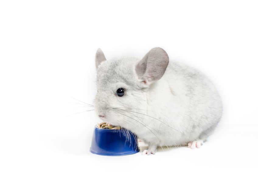 What do Chinchillas Eat? A Complete Guide on Chinchilla Diet