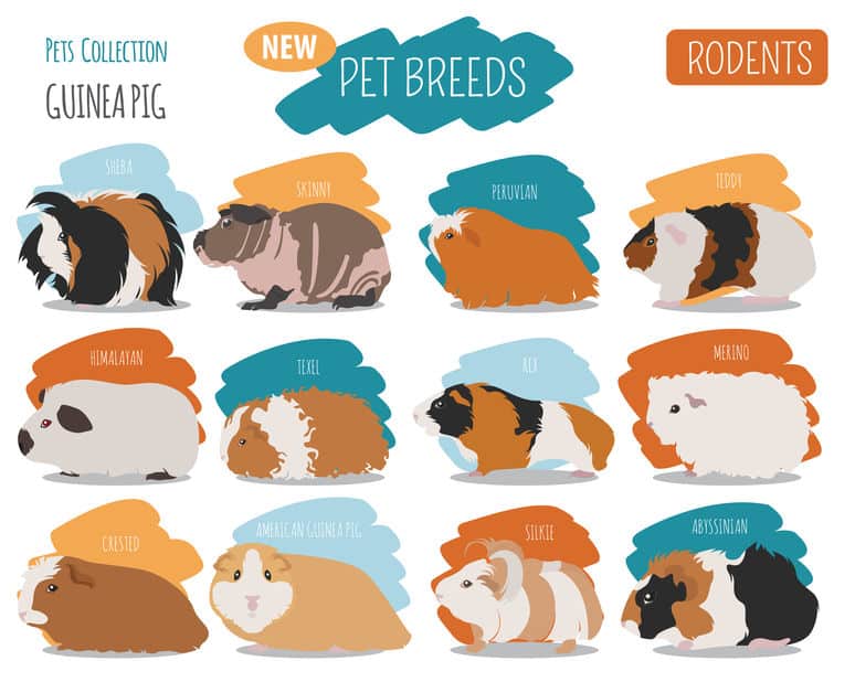 Guinea Pig Breeds Colors And Patterns Explained With Pictures   Guinea Pig Breeds Infographics 