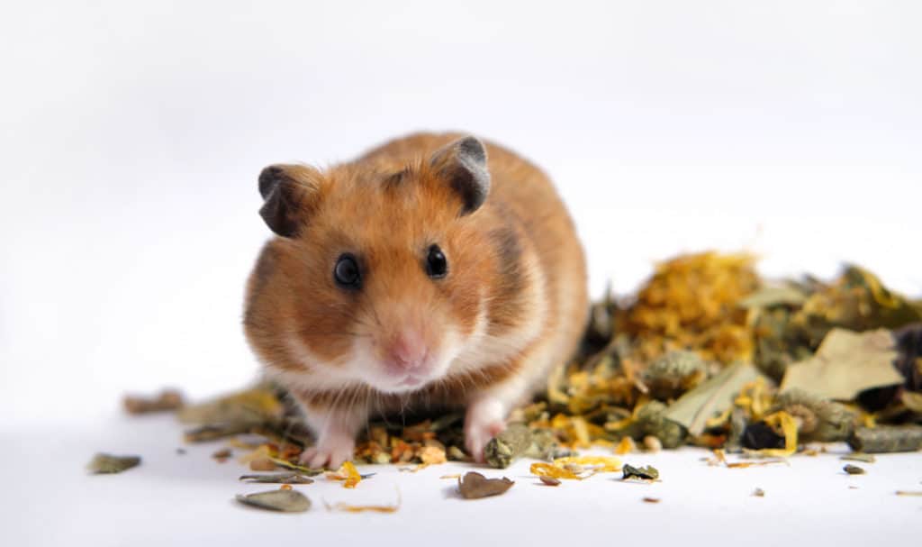 What do hamsters like to eat