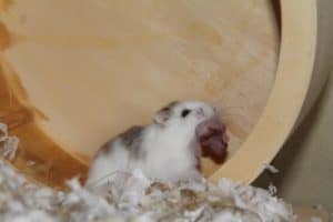 12 Reasons Why Hamsters Sometimes Eat Their Babies - The Pet Savvy