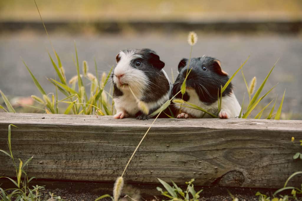 How Much do Guinea Pigs Cost? [2021 Guide]