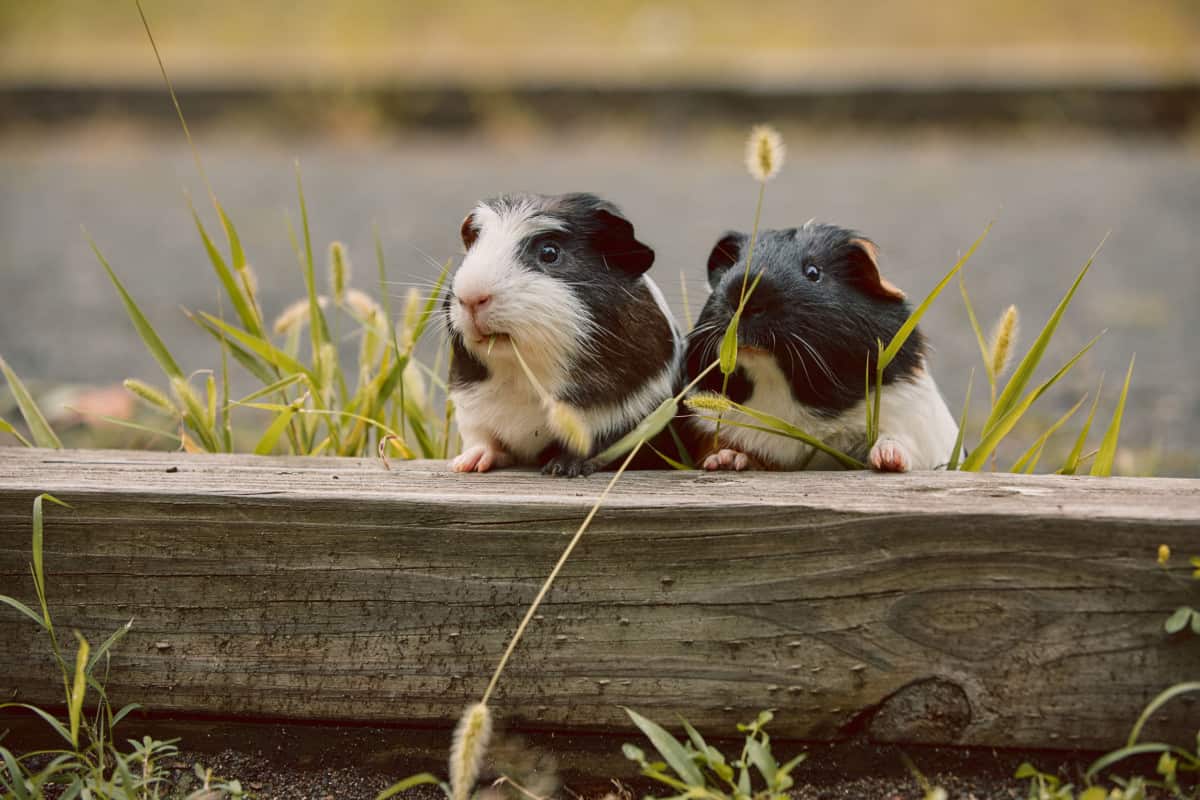 How Much do Guinea Pigs Cost? [2021 Guide]