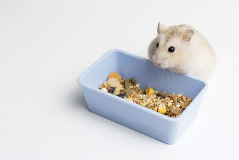 Best Hamster Diet What do Hamsters Eat?