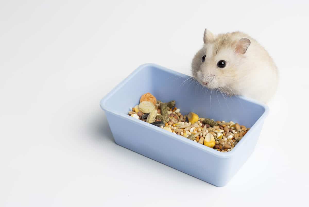 Best Hamster Diet What do Hamsters Eat?
