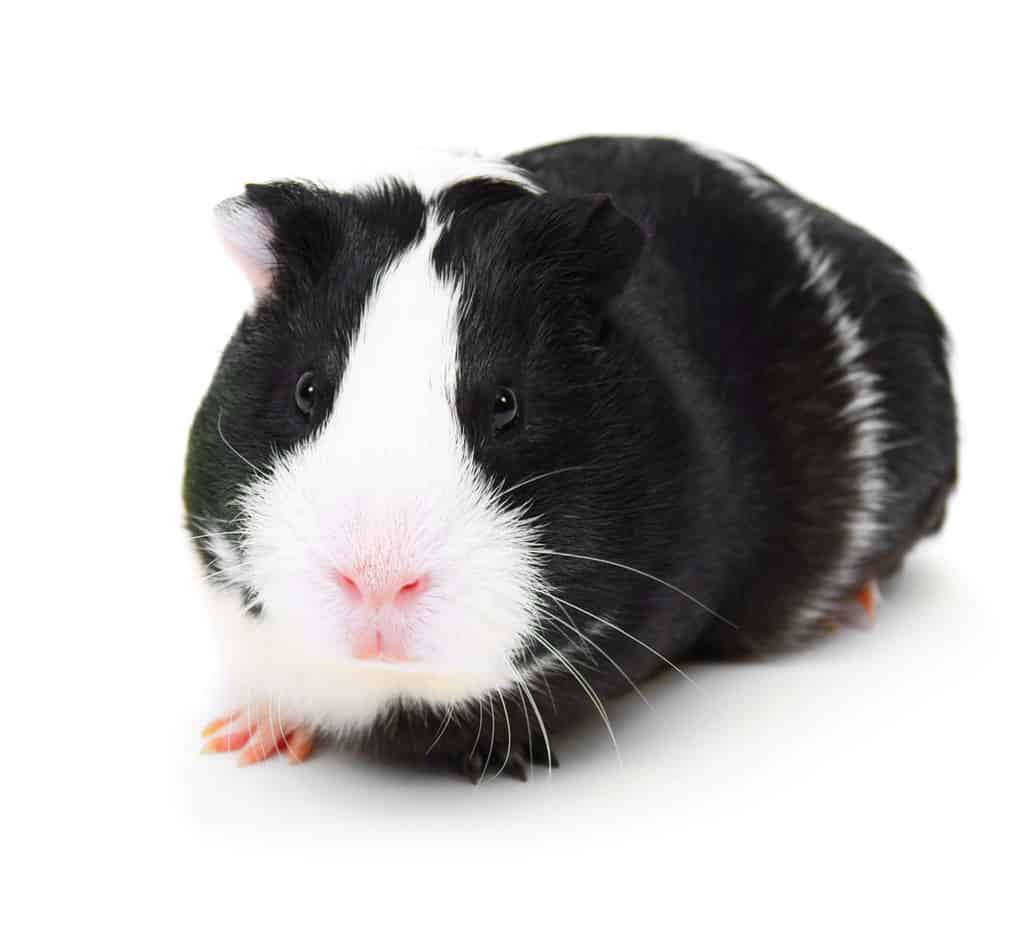 How Much do Guinea Pigs Cost? [2021 Guide]