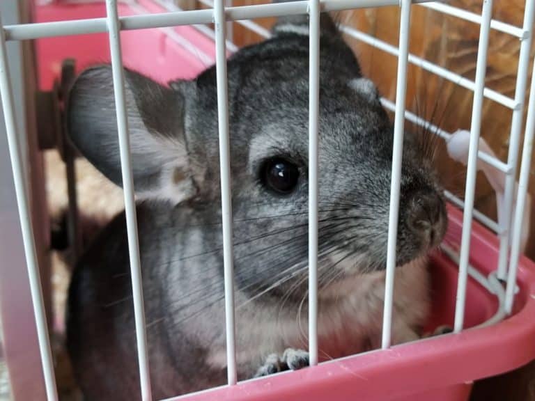 Chinchilla Cage Setup How to Set Up the Perfect Habitat for your
