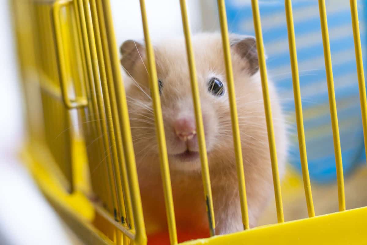 Hamster Cage Setup Create The Perfect Habitat For Your Hamster The