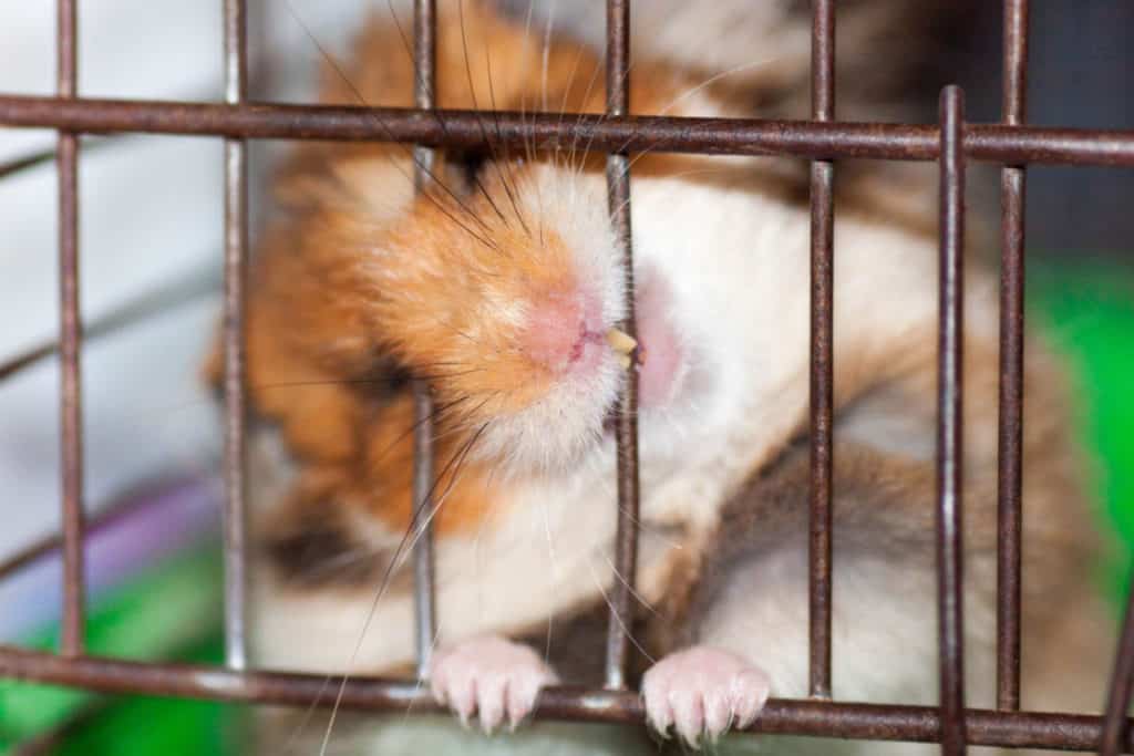 Hamster Behavior 101 | What is your Hamster Expressing? – thepetsavvy.com