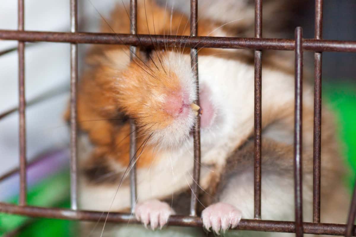 Why Do Hamsters Bite? How Do You Make Them Stop?