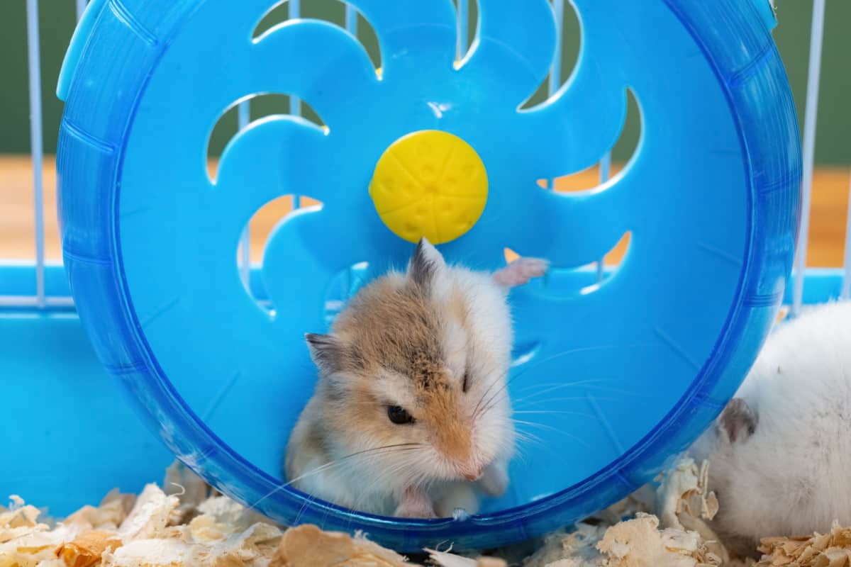 How Much Does a Hamster Cost? (2023 Update) The Pet Savvy