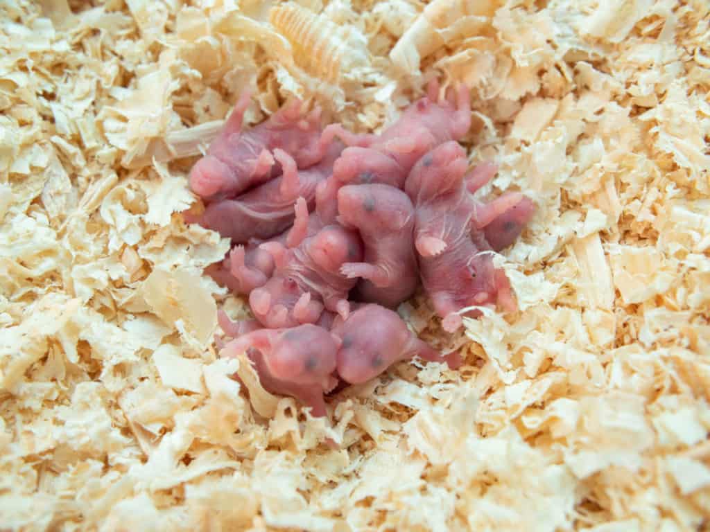 12 Reasons Why Hamsters Sometimes Eat their Babies