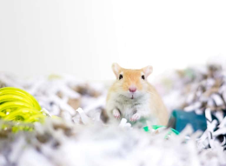 The cost of owning a gerbil A complete cost breakdown