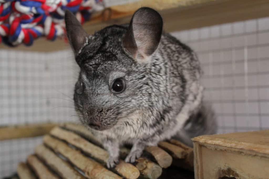 Chinchilla Cage Setup How to Set Up the Perfect Habitat for your