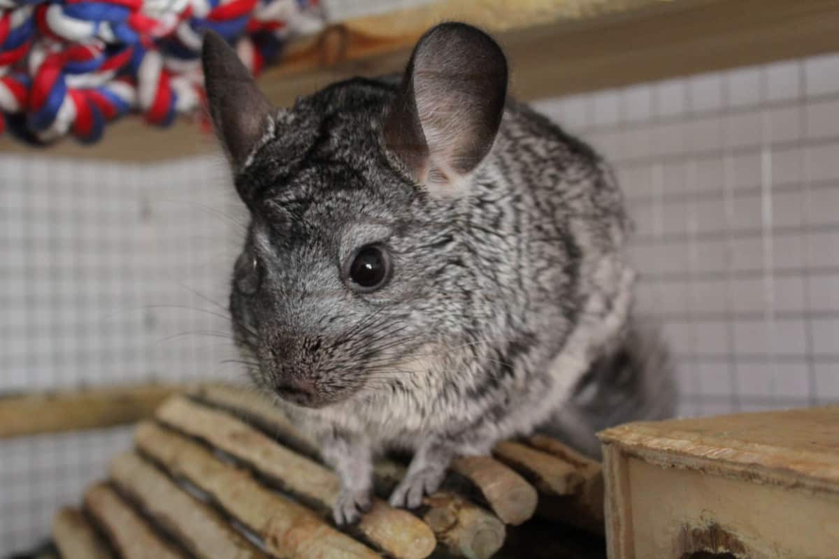 Chinchilla Cage Setup How to Set Up the Perfect Habitat for your