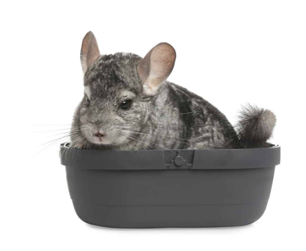 Chinchilla Cage Setup How to Set Up the Perfect Habitat for your