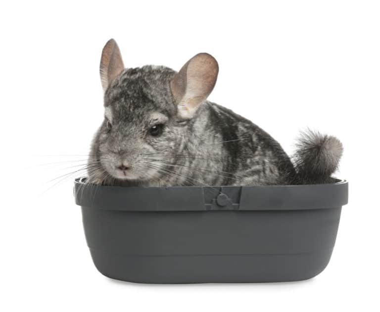 Chinchilla Cage Setup How to Set Up the Perfect Habitat for your