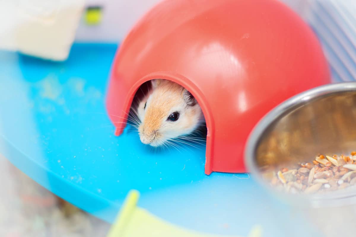 Gerbil Cage Setup Create the Perfect Habitat for Your Gerbil The Pet Savvy