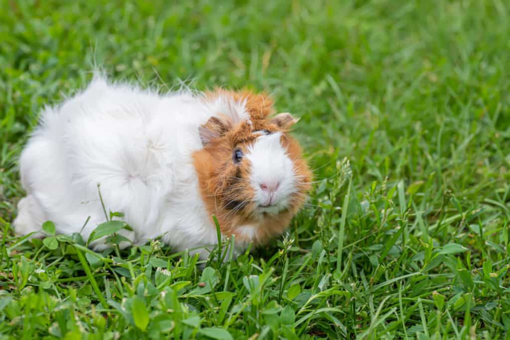 Can Guinea Pigs Live Outside?