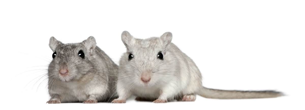 Gerbil Colors And Patterns An Illustrated Guide Thepetsavvy Gerbil Colors And Patterns An Illustrated Guide Thepetsavvy