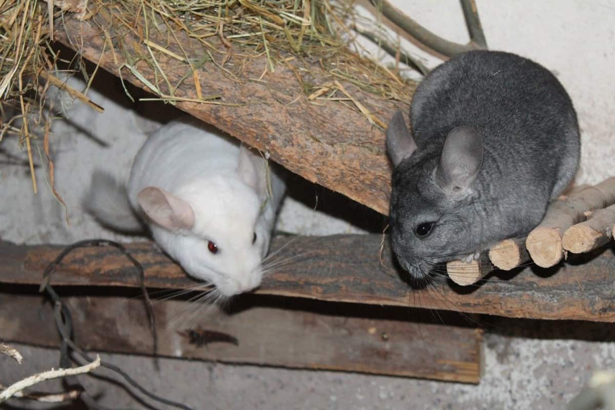 How Much do Chinchillas Cost? A Complete Guide [2021]
