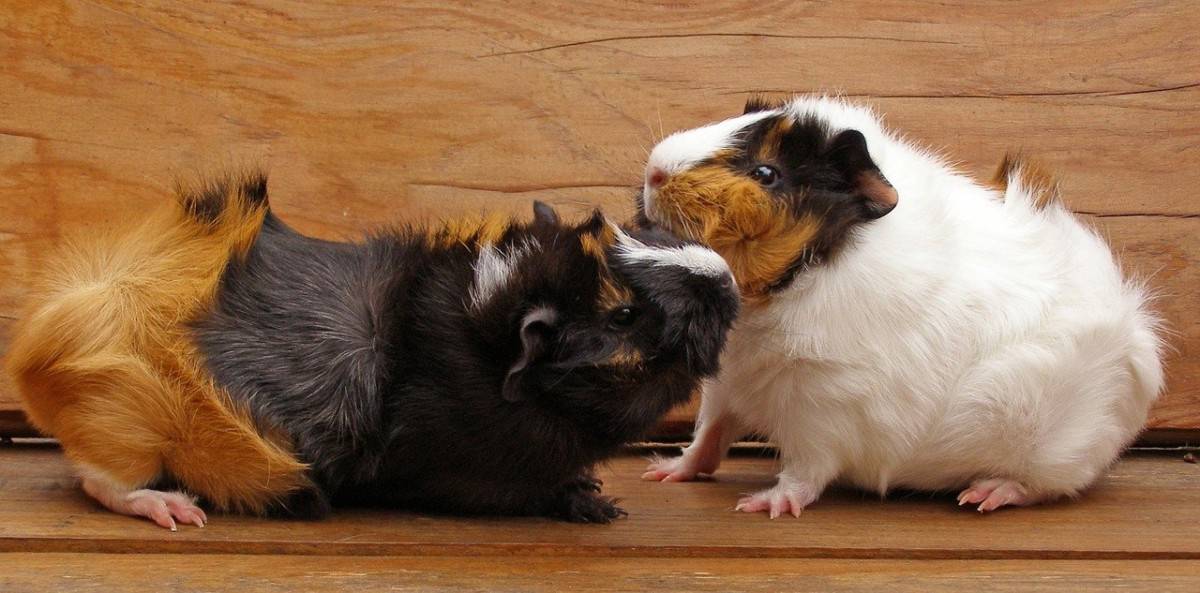 Guinea Pig Behavior 101 What is your Guinea Pig Expressing