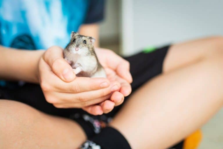 Why Do Hamsters Bite? How Do You Make Them Stop?