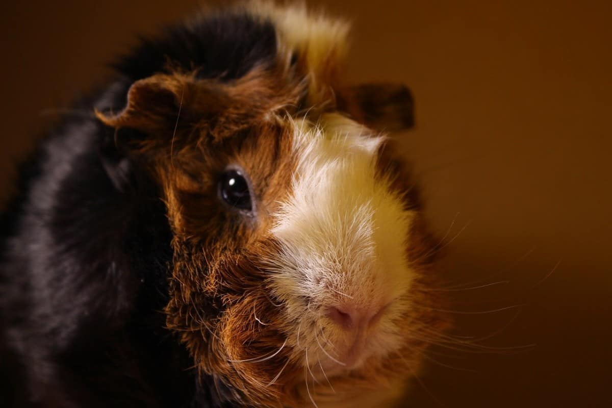 Are Guinea Pigs Nocturnal? Guinea Pig Sleep Pattern Explained