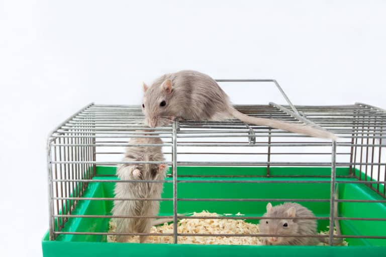 Gerbil Cage Setup – Create the Perfect Habitat for Your Gerbil ...