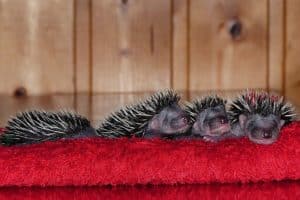 are hedgehogs nocturnal