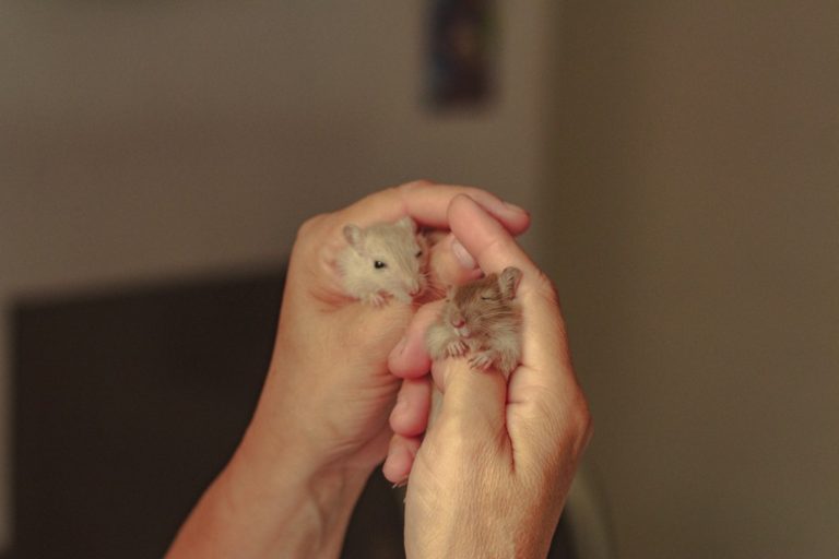 Are Hamsters Nocturnal? Hamster Sleep Patterns Explained