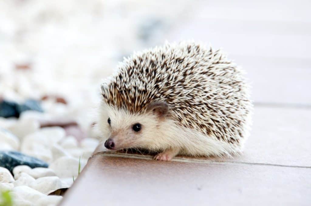 How much do Hedgehogs Cost? A Complete Cost Breakdown