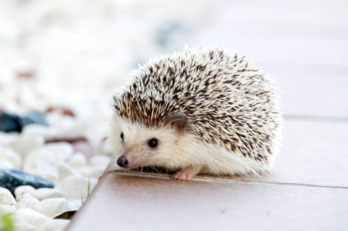 How much do Hedgehogs Cost? A Complete Cost Breakdown