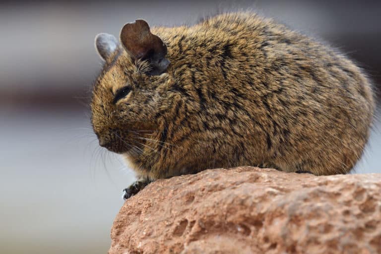 Are Degus Nocturnal? A Guide to Degus Sleep Pattern
