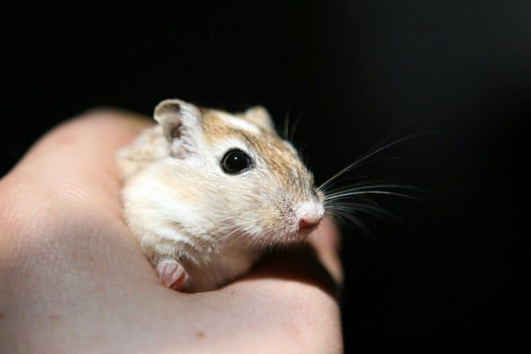 Why Do Gerbils Bite? How Do You Make Them Stop? – thepetsavvy.com