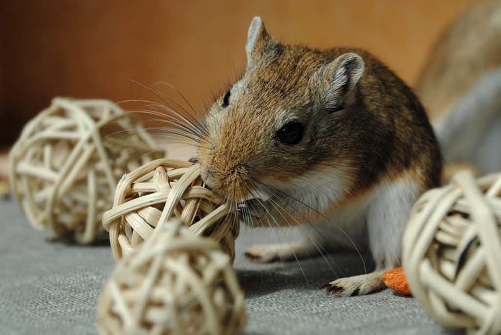 Gerbil Behavior What Is Your Gerbil Expressing Thepetsavvy