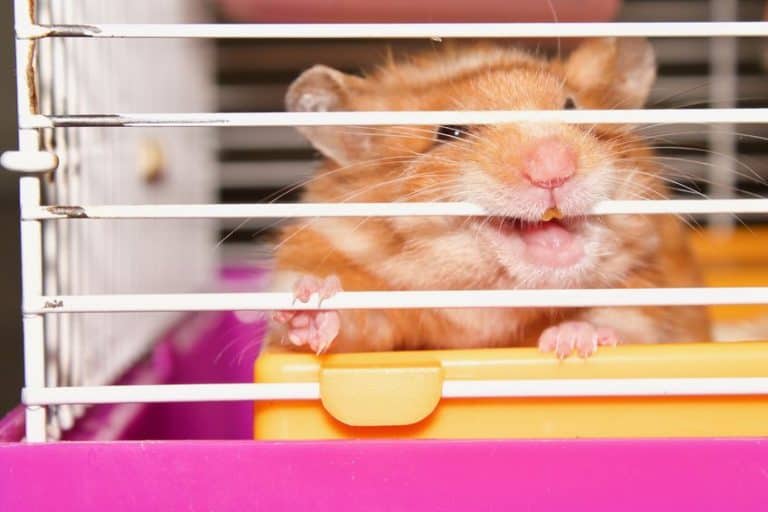 Hamster Behavior 101 | What Is Your Hamster Expressing? - The Pet Savvy